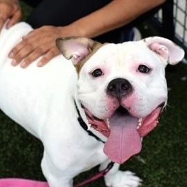 Enlarge Ziggy, a Adoptable mixed breed in Prospect, CT image 1/3