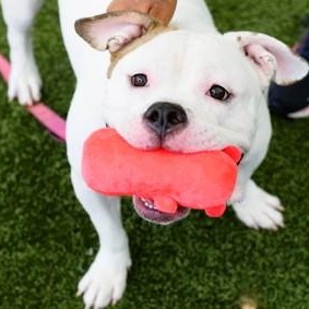 Enlarge Ziggy, a Adoptable mixed breed in Prospect, CT image 2/3