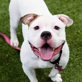 Enlarge Ziggy, a Adoptable mixed breed in Prospect, CT image 3/3