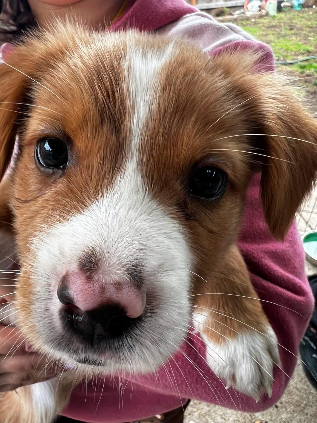 Scone, Adopted, Puppy Male Terrier.