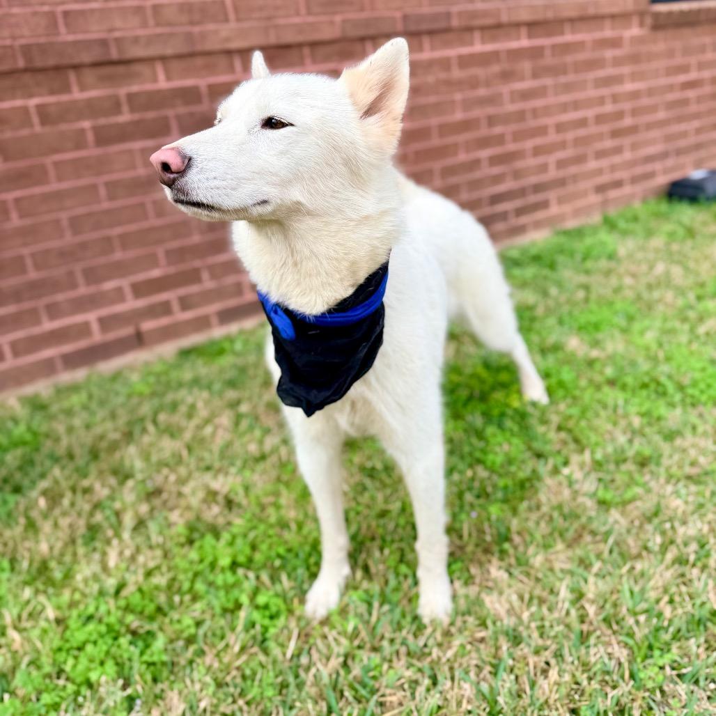 Enlarge Angus, a Adopted Husky in Chester, VA image 4/6