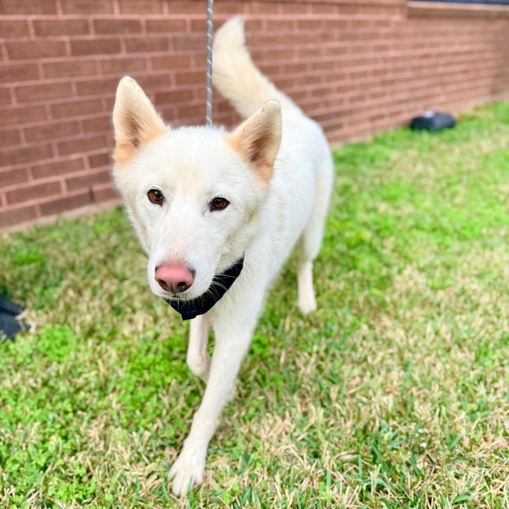 Enlarge Angus, a Adopted Husky in Chester, VA image 6/6