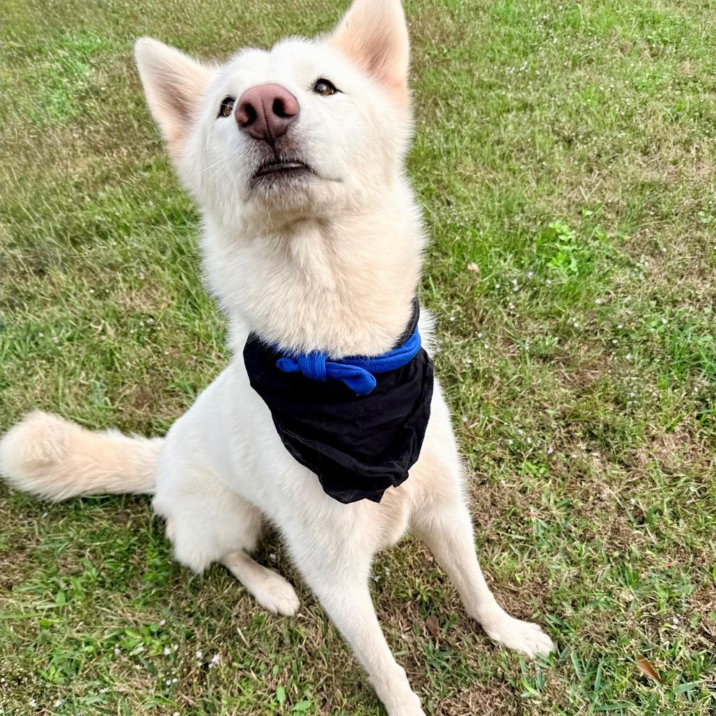Enlarge Angus, a Adopted Husky in Chester, VA image 1/6