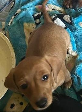 RUSTY PUP, Adoptable, Puppy Male Dachshund.