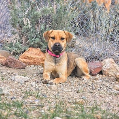 Enlarge Coco, an adoptable mixed breed in Bridgeport, CA image 1/1