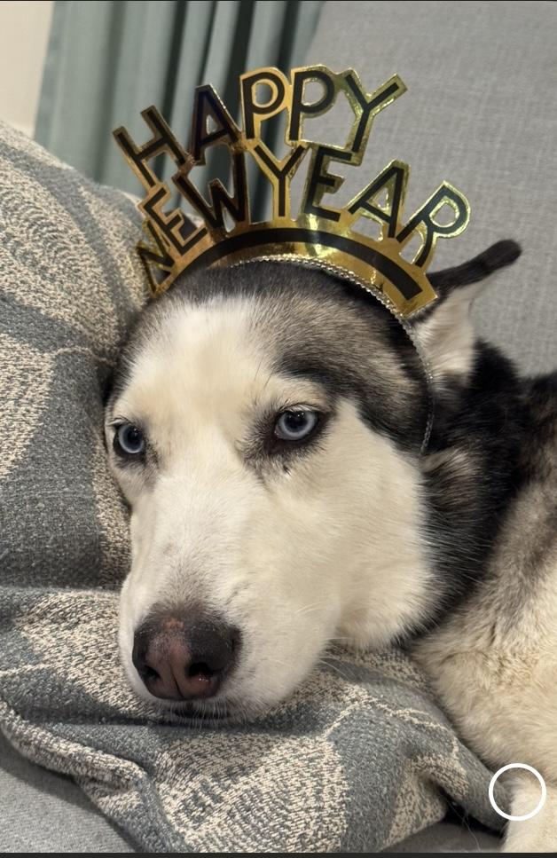 Enlarge Stormy, a Adoptable Siberian Husky in Madison, VA image 1/2