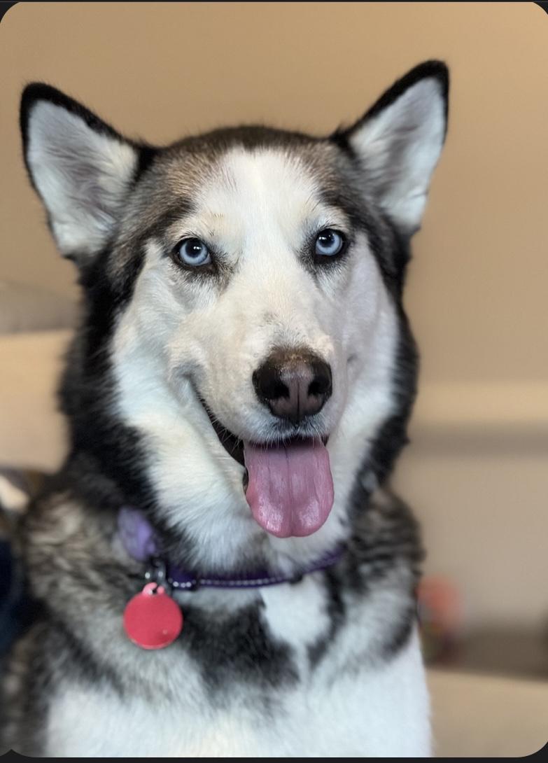 Enlarge Stormy, a Adoptable Siberian Husky in Madison, VA image 2/2