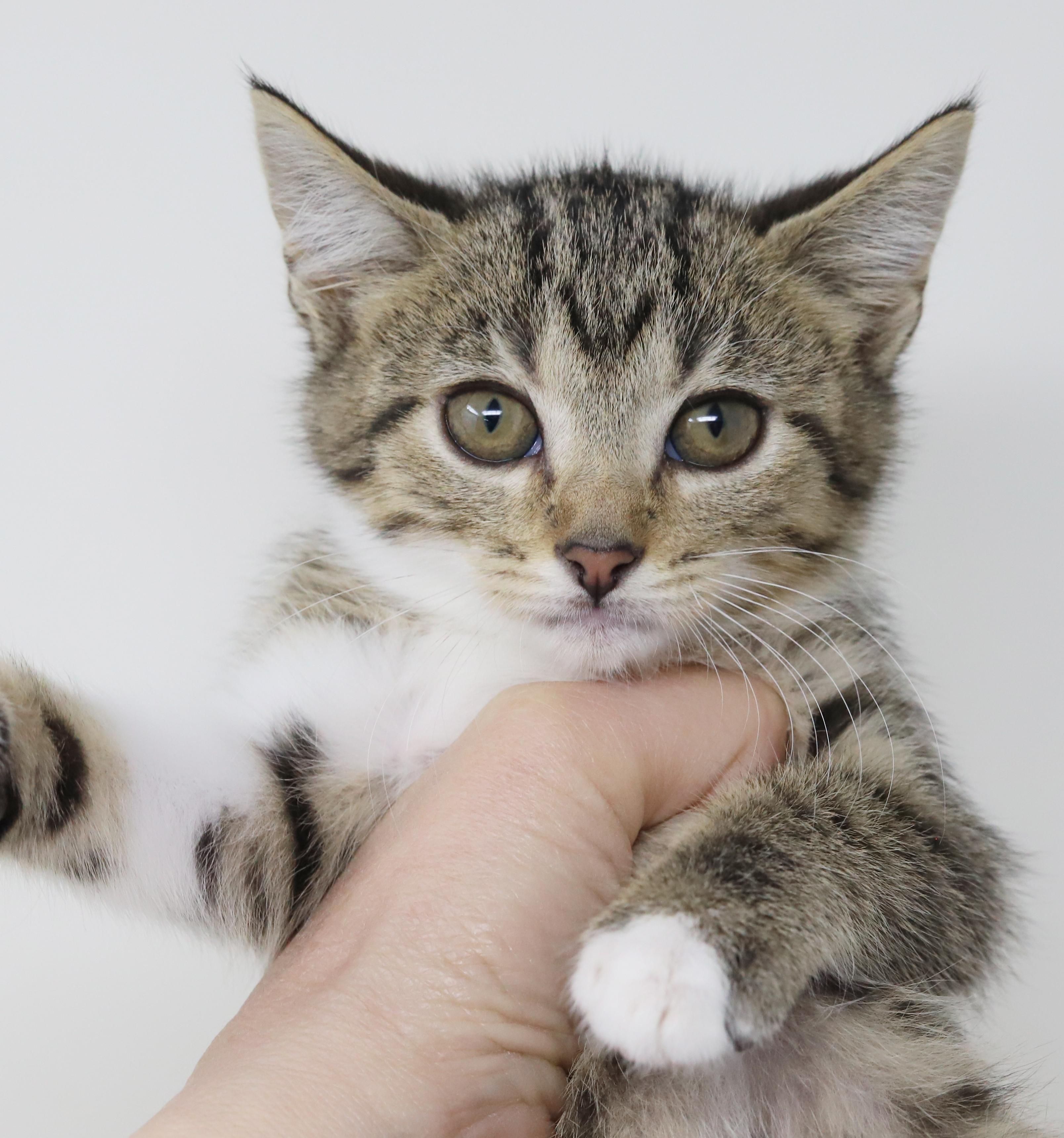 Enlarge Tequila is a living teddy bear!  TINY CUTENESS  MINI DORK, a Adoptable mixed breed in Bedford Hills, NY image 5/6