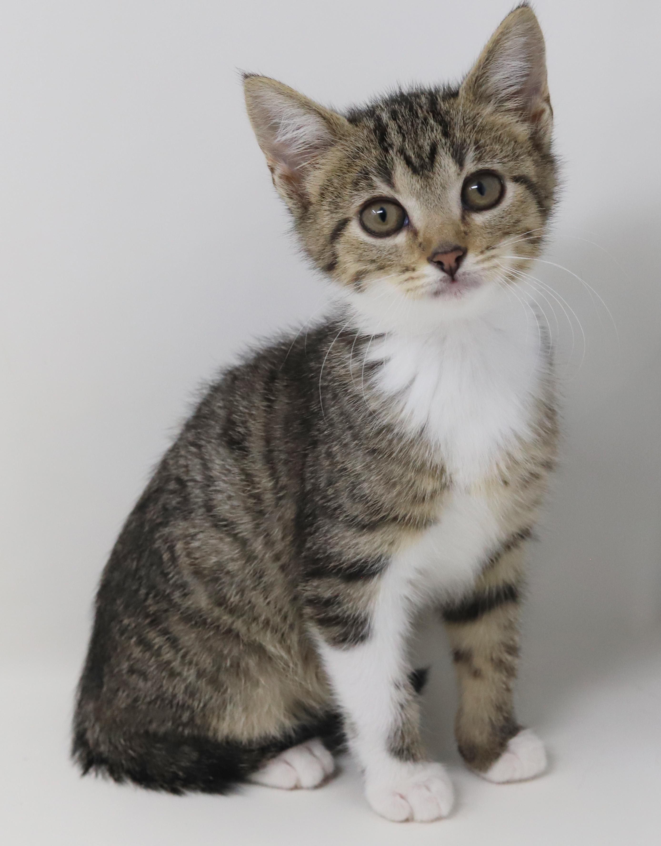 Enlarge Tequila is a living teddy bear!  TINY CUTENESS  MINI DORK, a Adoptable mixed breed in Bedford Hills, NY image 6/6