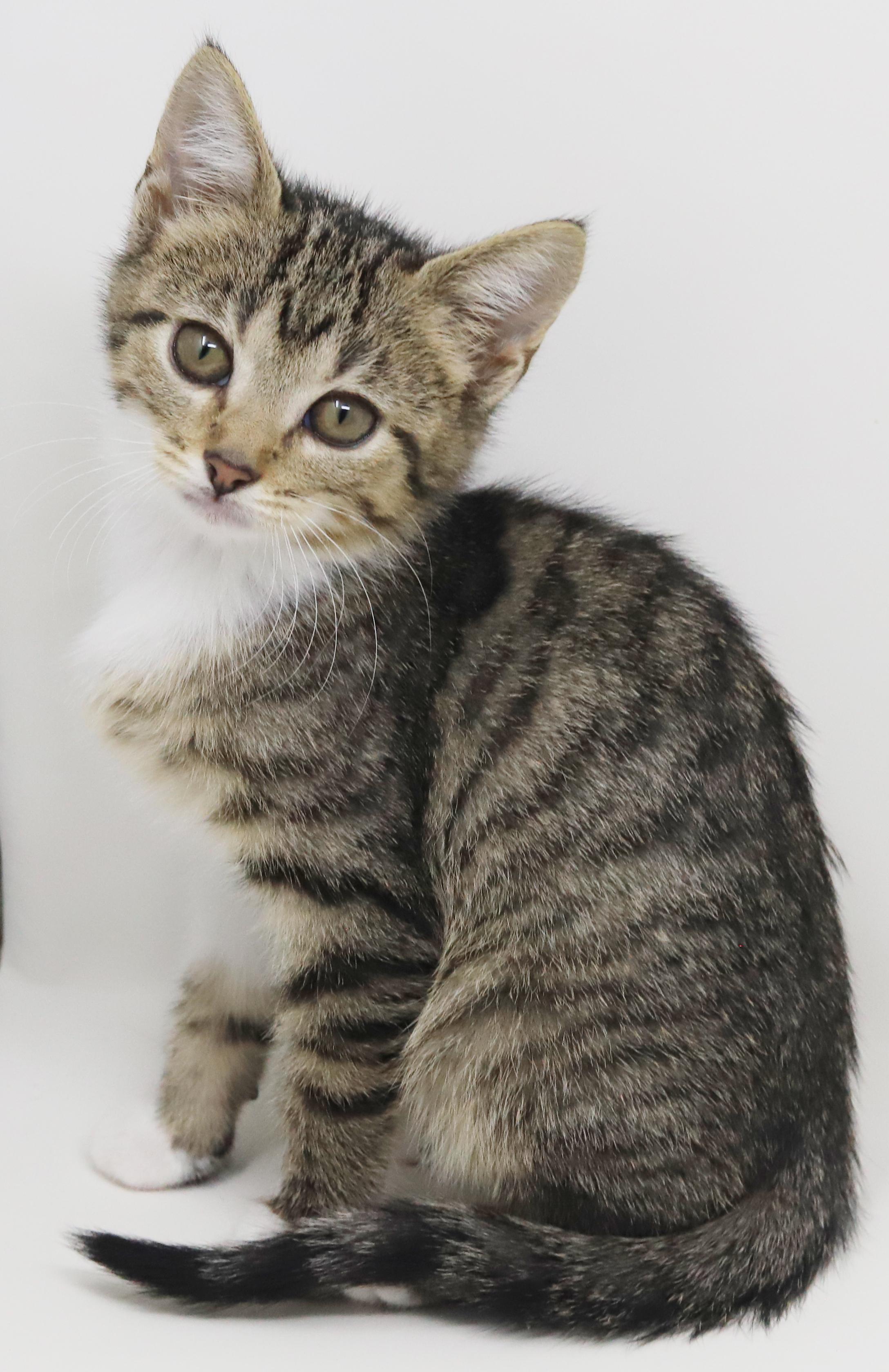 Enlarge Tequila is a living teddy bear!  TINY CUTENESS  MINI DORK, a Adoptable mixed breed in Bedford Hills, NY image 2/6