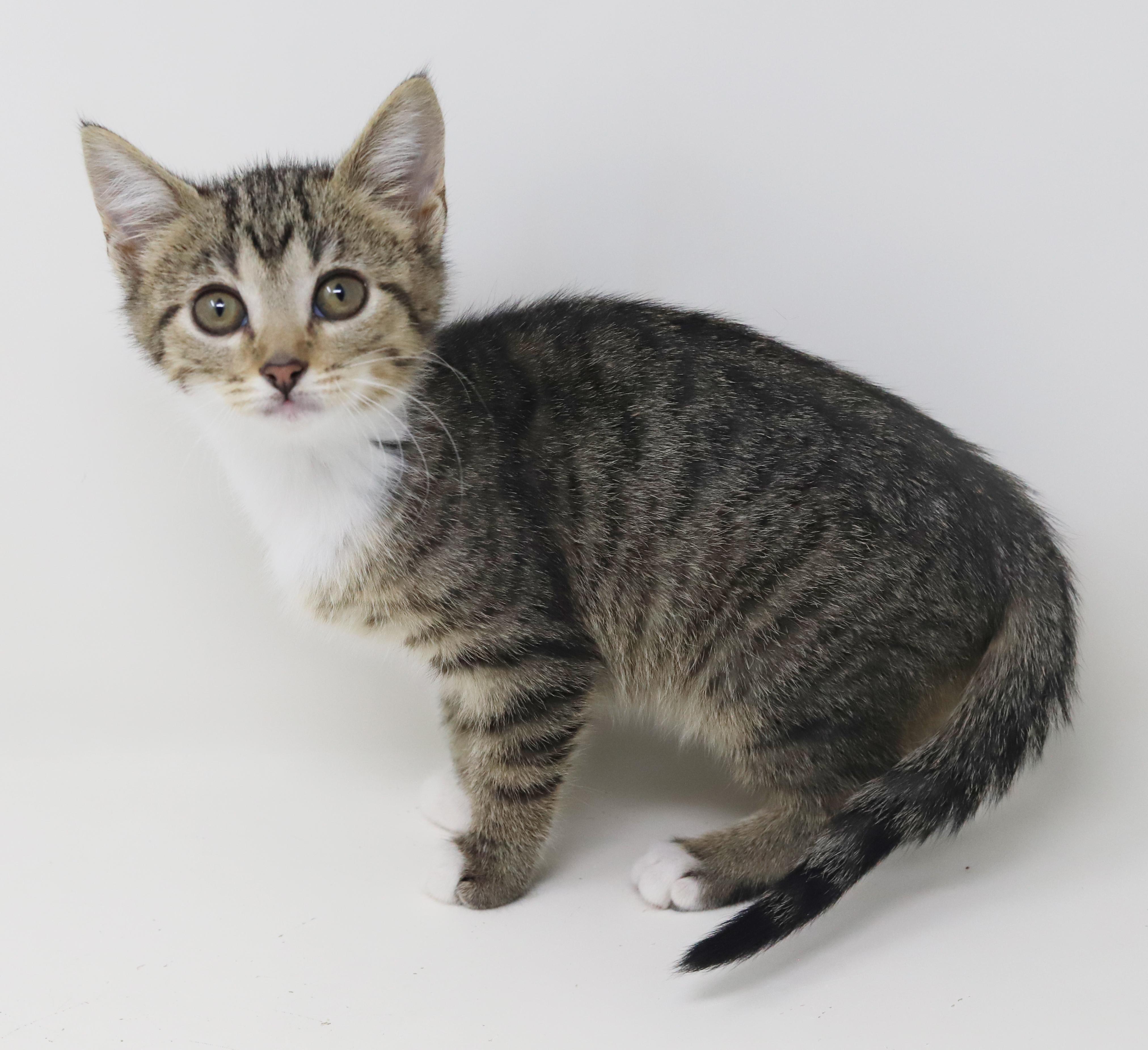 Enlarge Tequila is a living teddy bear!  TINY CUTENESS  MINI DORK, a Adoptable mixed breed in Bedford Hills, NY image 3/6