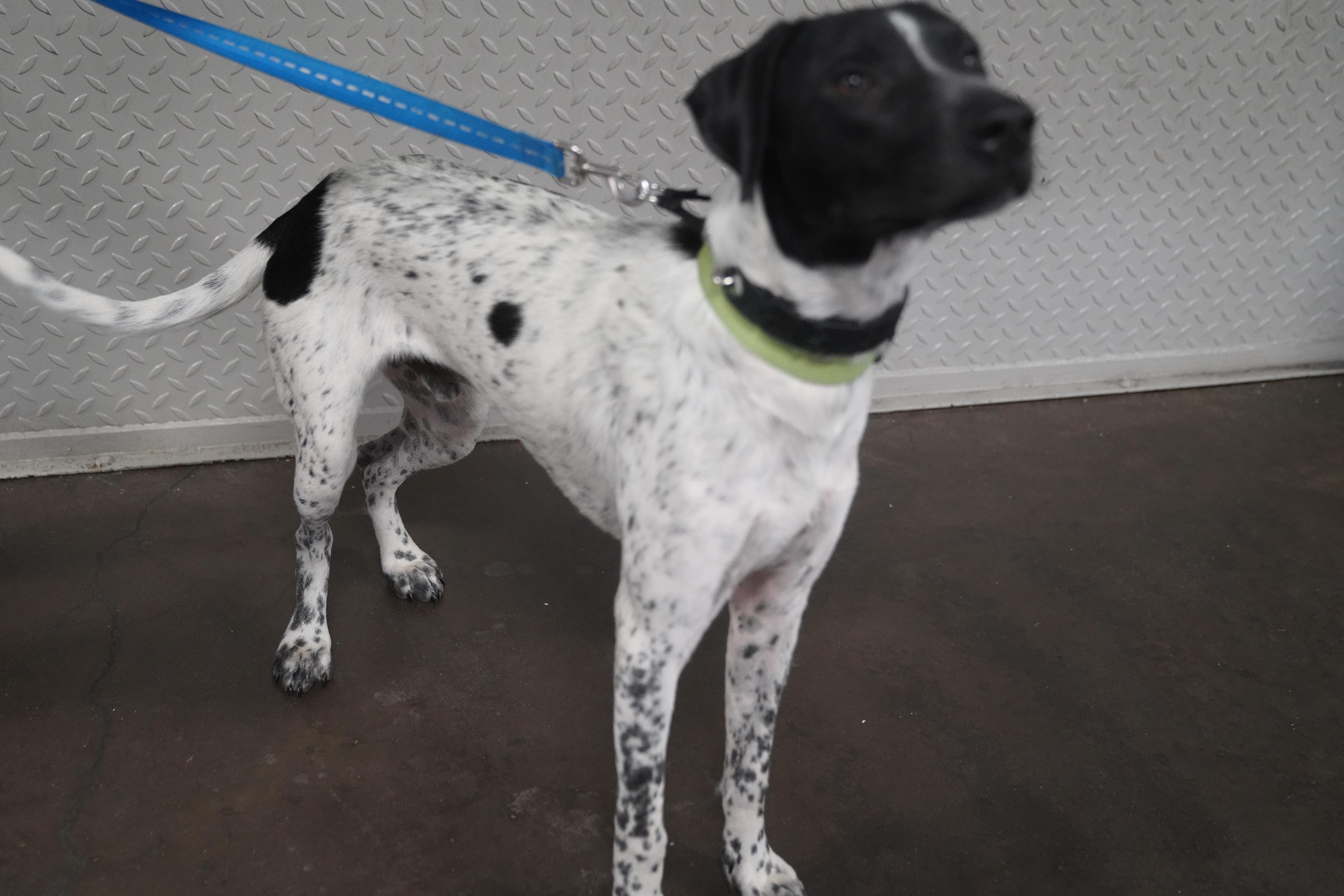 Ryker, ADOPTABLE, Young Male German Shorthaired Pointer.