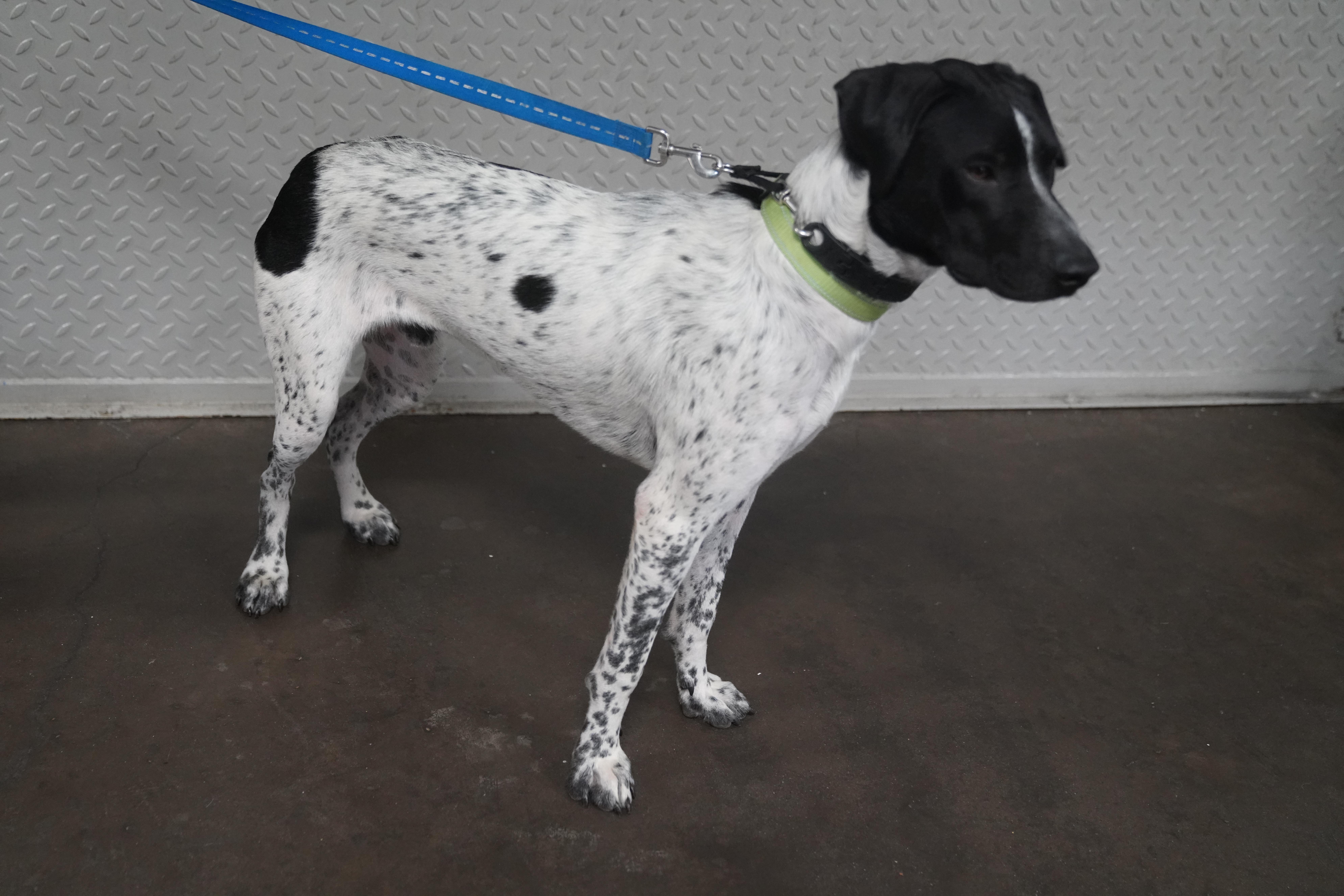 Ryker, a ADOPTABLE German Shorthaired Pointer in Pottsville, PA image 4/6