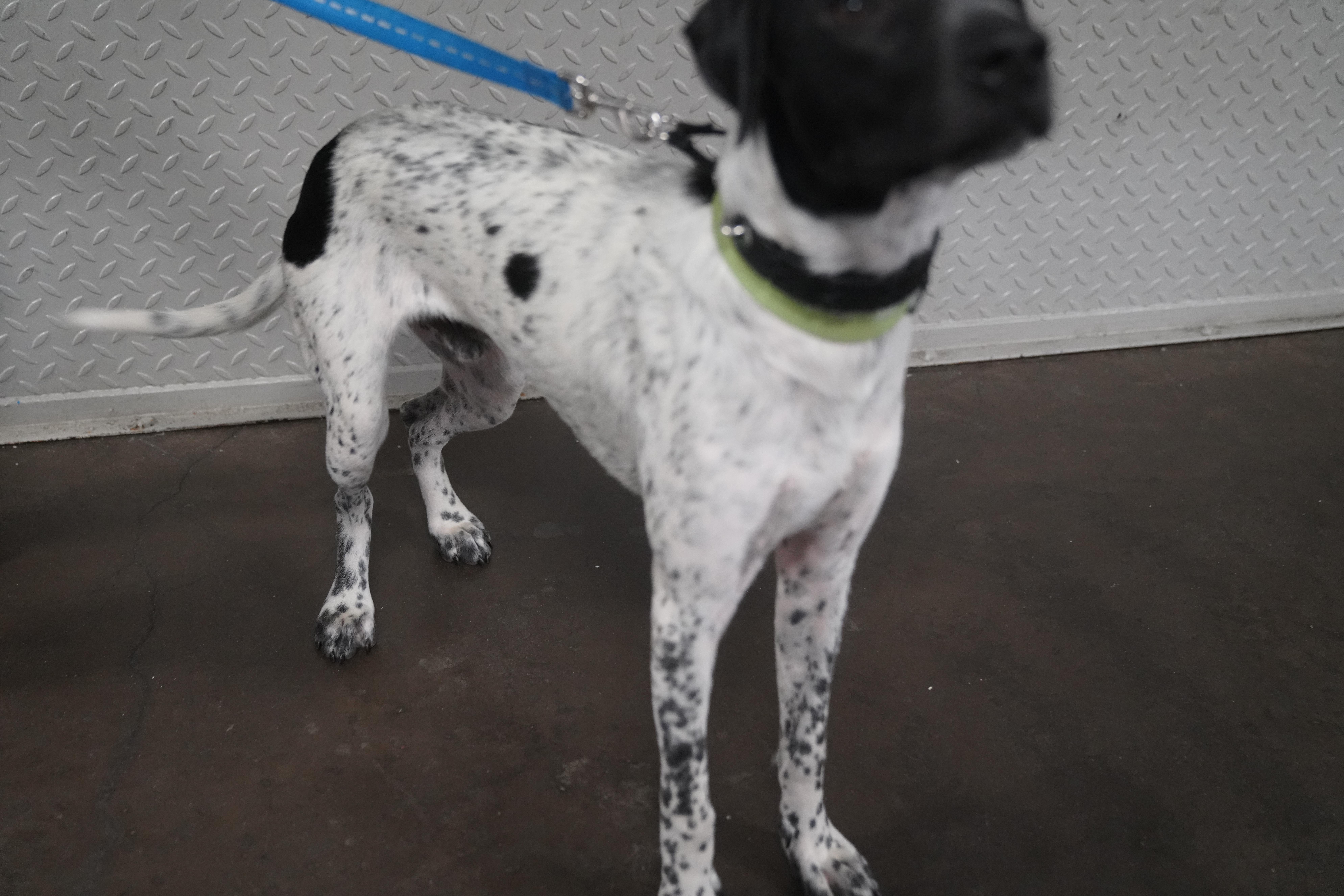 Ryker, a ADOPTABLE German Shorthaired Pointer in Pottsville, PA image 5/6