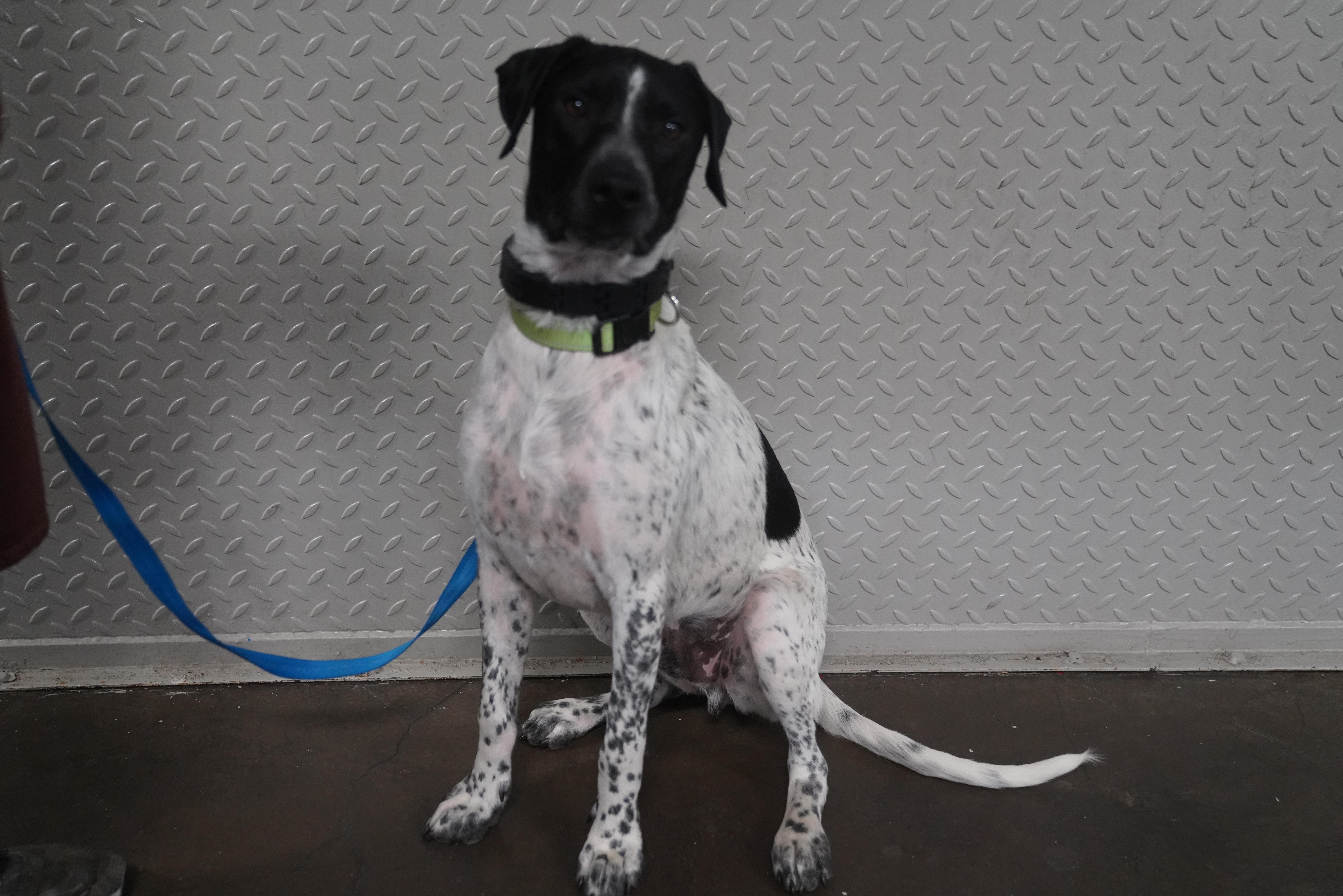 Ryker, a ADOPTABLE German Shorthaired Pointer in Pottsville, PA image 2/6