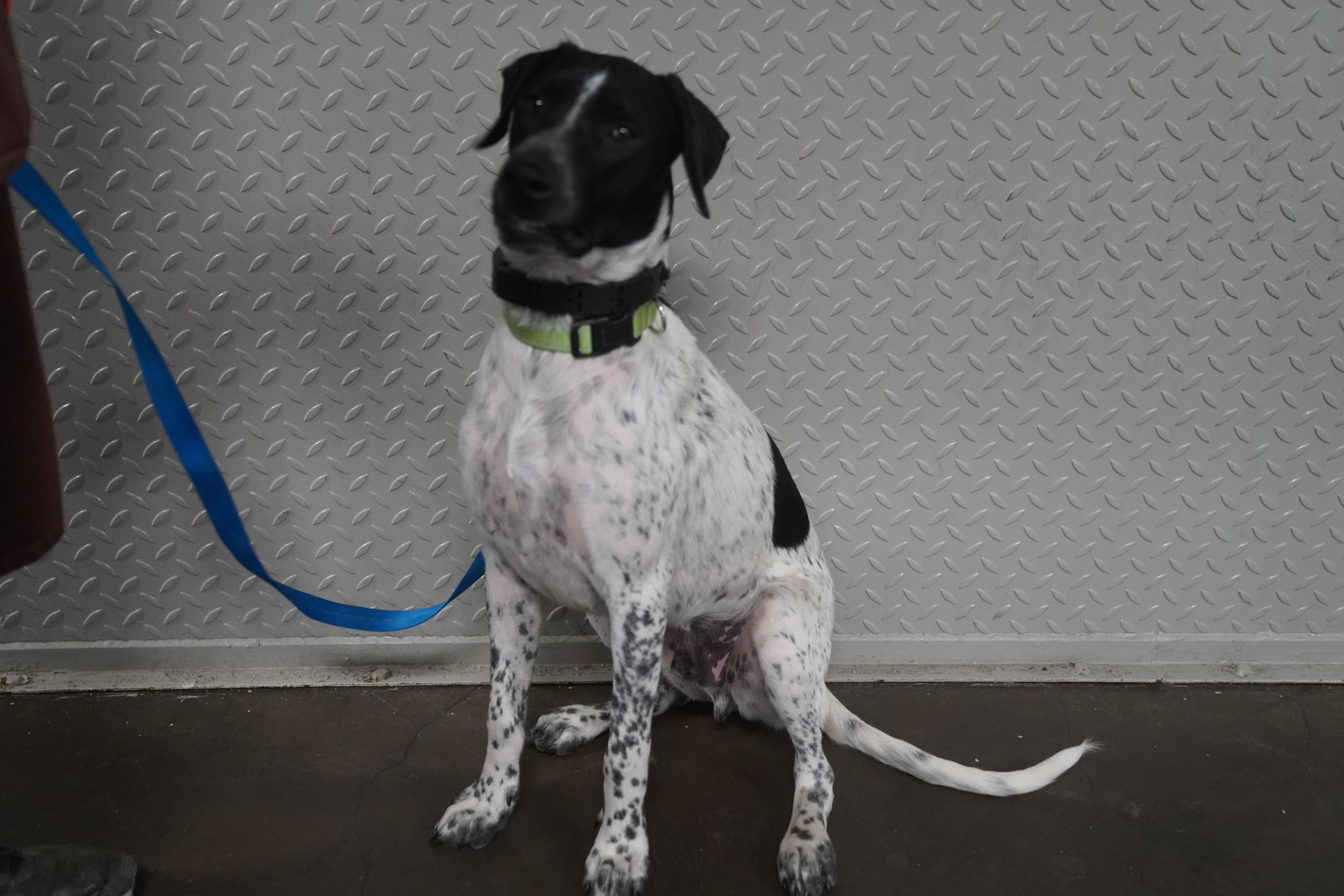 Ryker, a ADOPTABLE German Shorthaired Pointer in Pottsville, PA image 3/6
