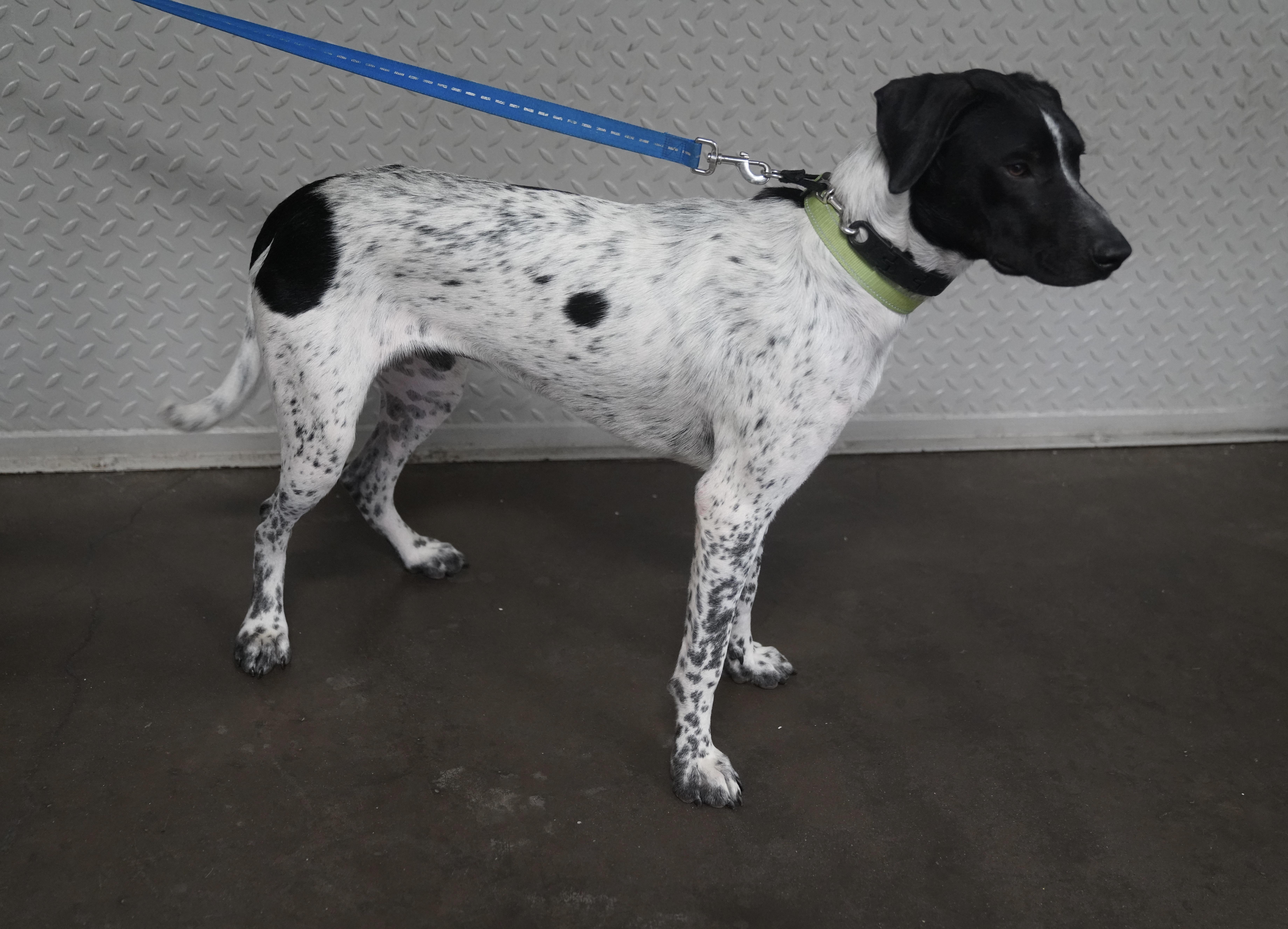 Ryker, a ADOPTABLE German Shorthaired Pointer in Pottsville, PA image 6/6