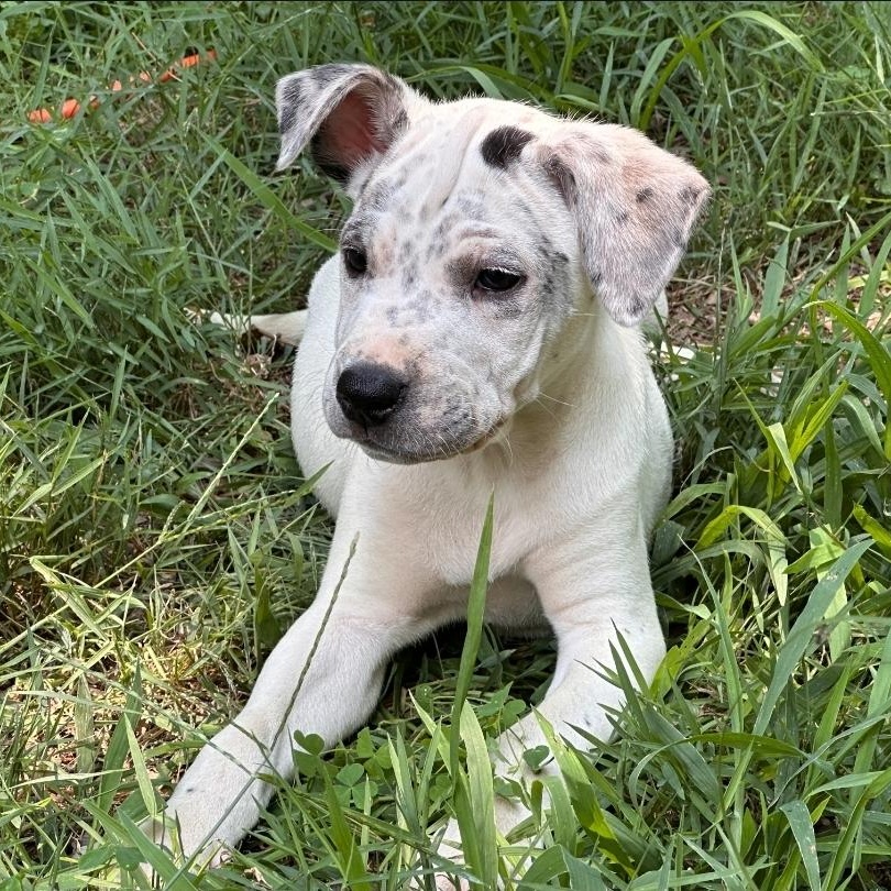 Etta, a Adoptable mixed breed in Colonial Heights, VA image 3/3