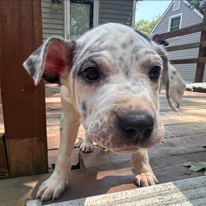 Etta, Adoptable, Puppy Male American Staffordshire Terrier & Pit Bull Terrier.