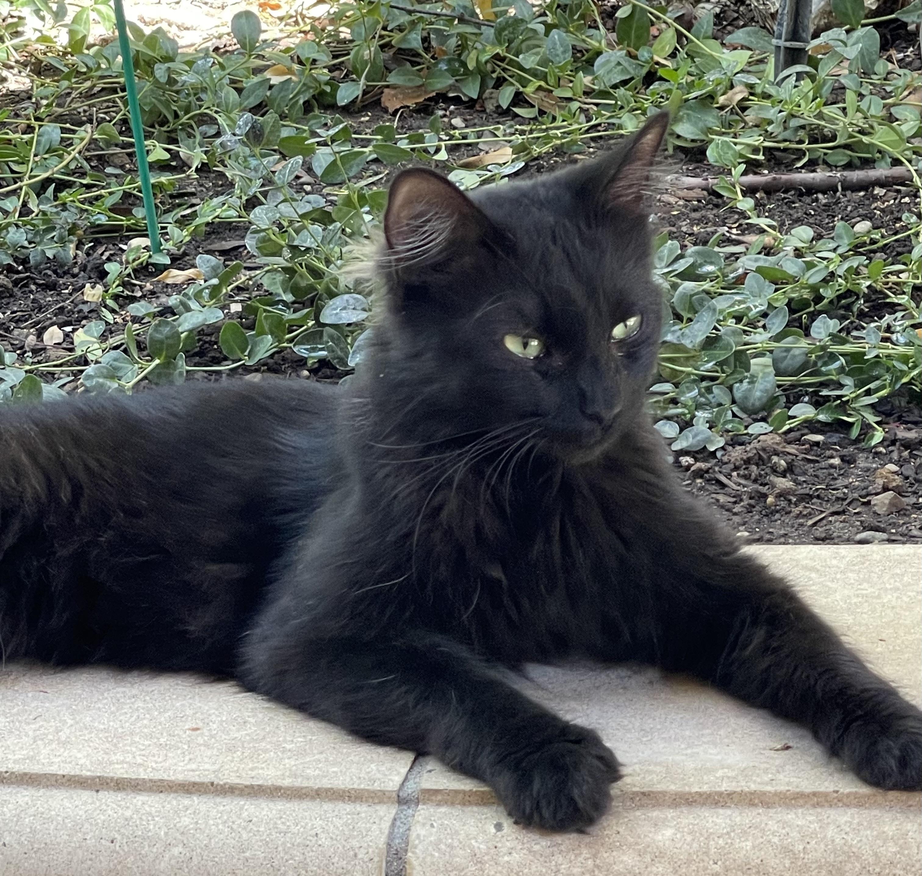 Rambo, an adoptable Ragamuffin in El Dorado Hills, CA, 95762 | Photo Image 2