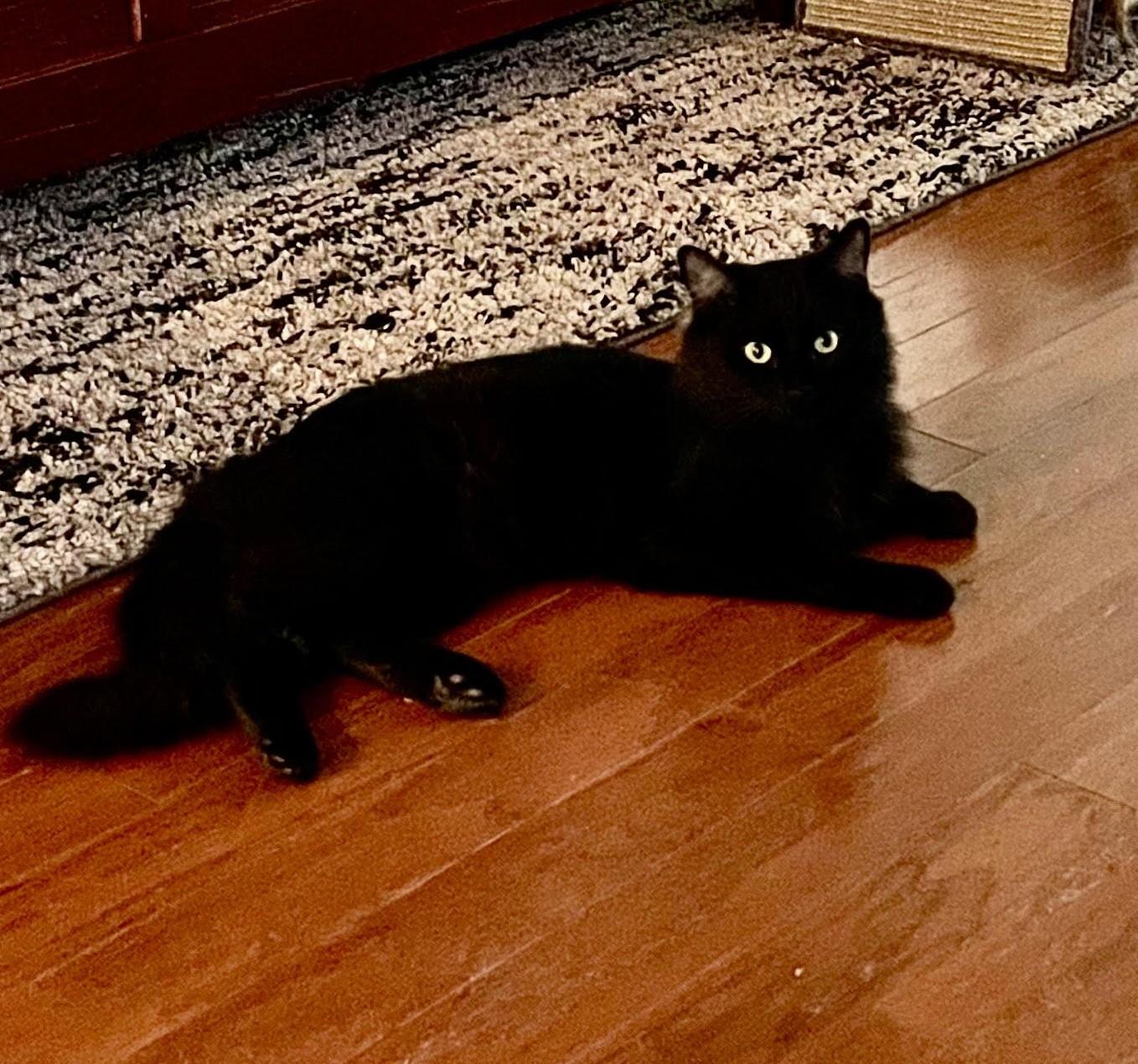 Rambo, an adoptable Ragamuffin in El Dorado Hills, CA, 95762 | Photo Image 1