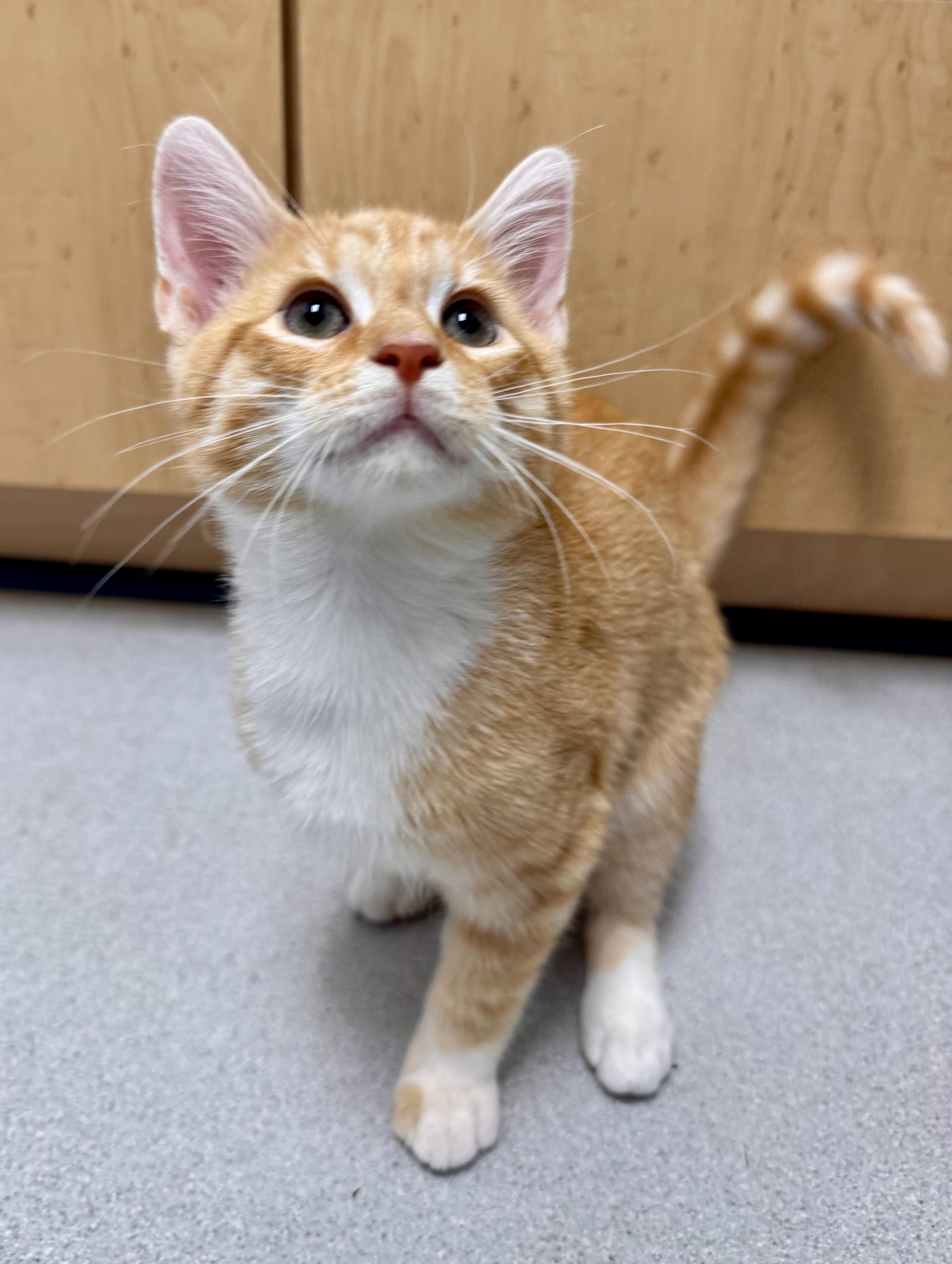 Enlarge Kiwi, a Adoptable Domestic Medium Hair in Tallahassee, FL image 3/3