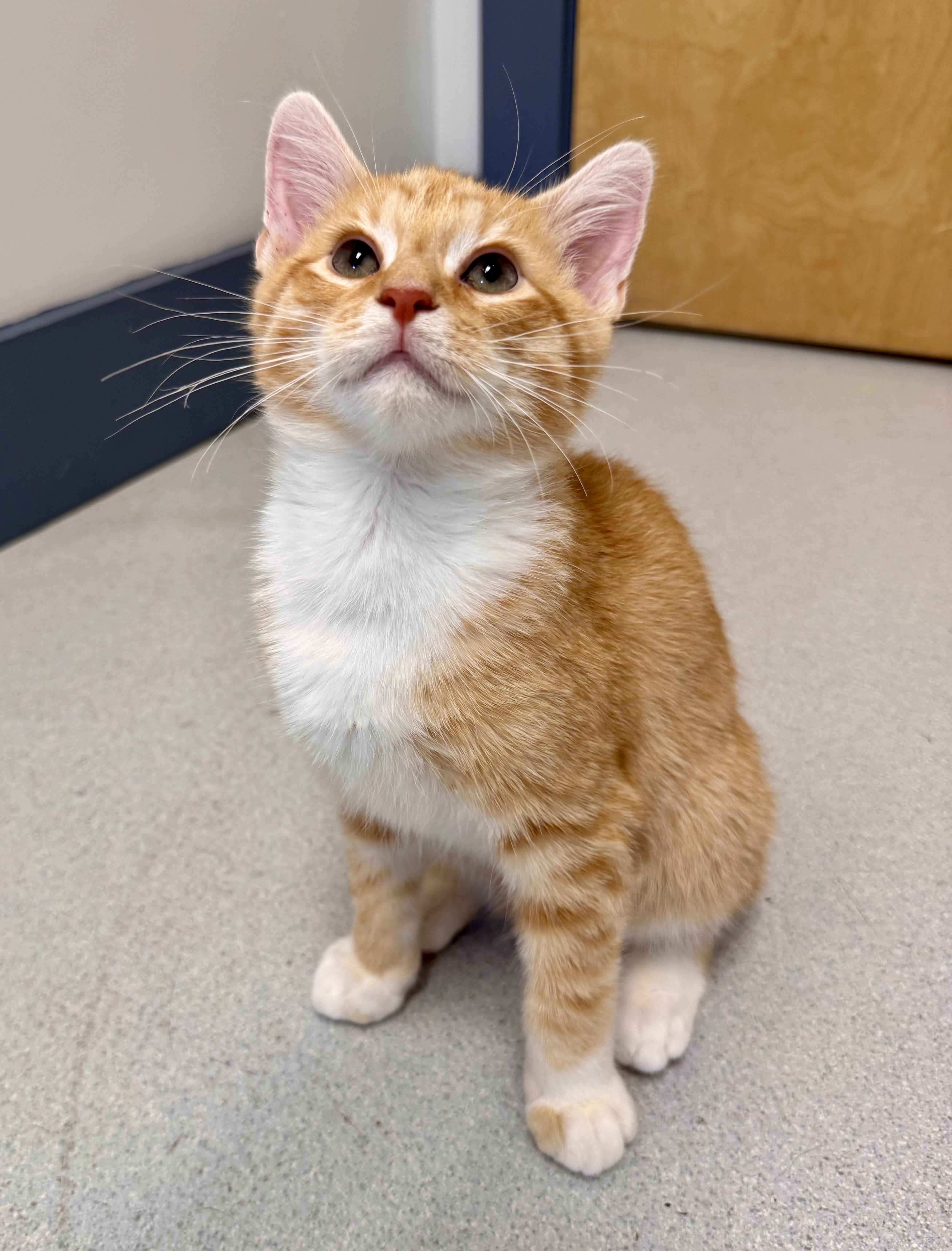 Enlarge Kiwi, a Adoptable Domestic Medium Hair in Tallahassee, FL image 2/3