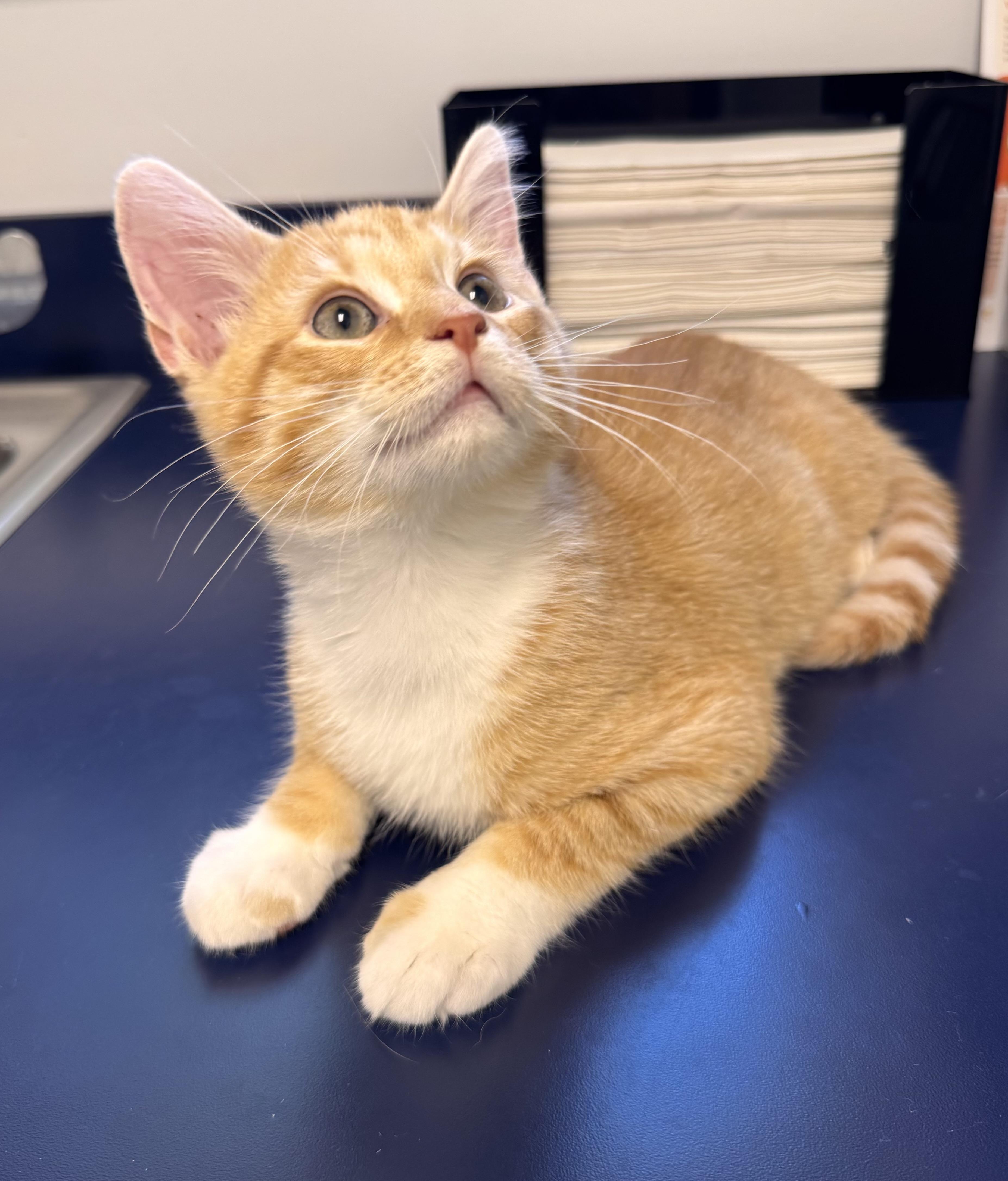 Kiwi, Adoptable, Kitten Male Domestic Medium Hair.