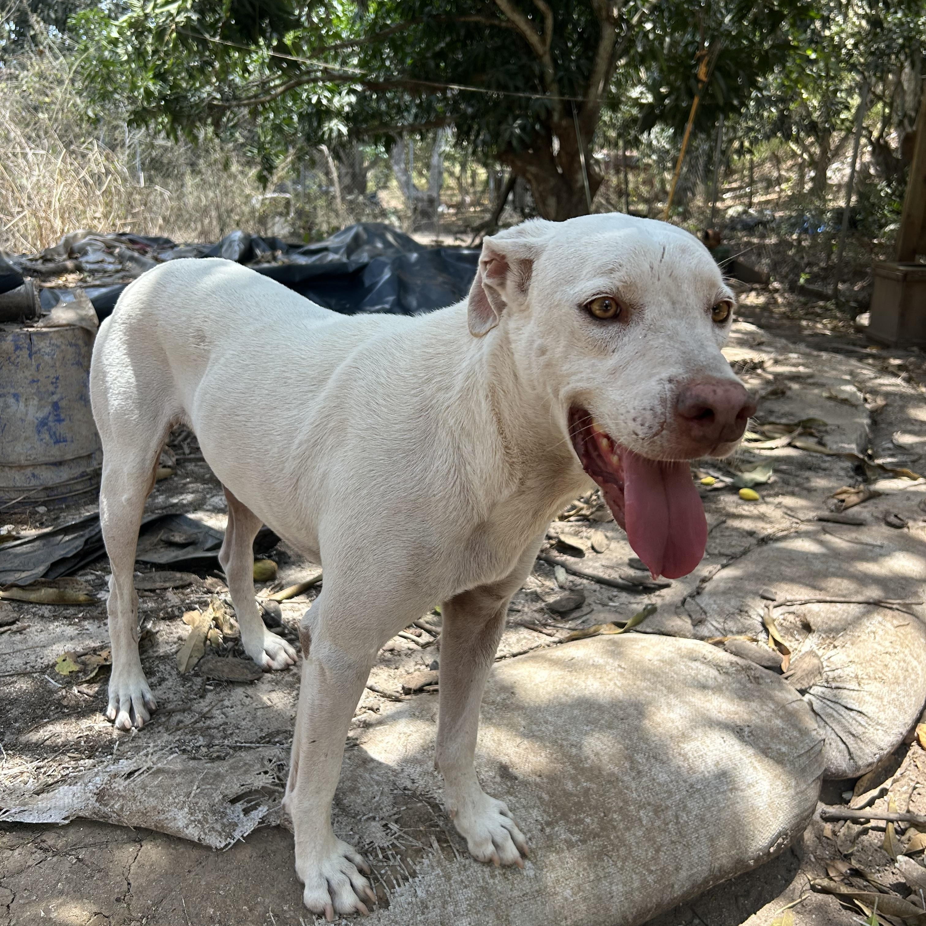 Lobo, a Adoptable mixed breed in Campbell River, BC image 3/5