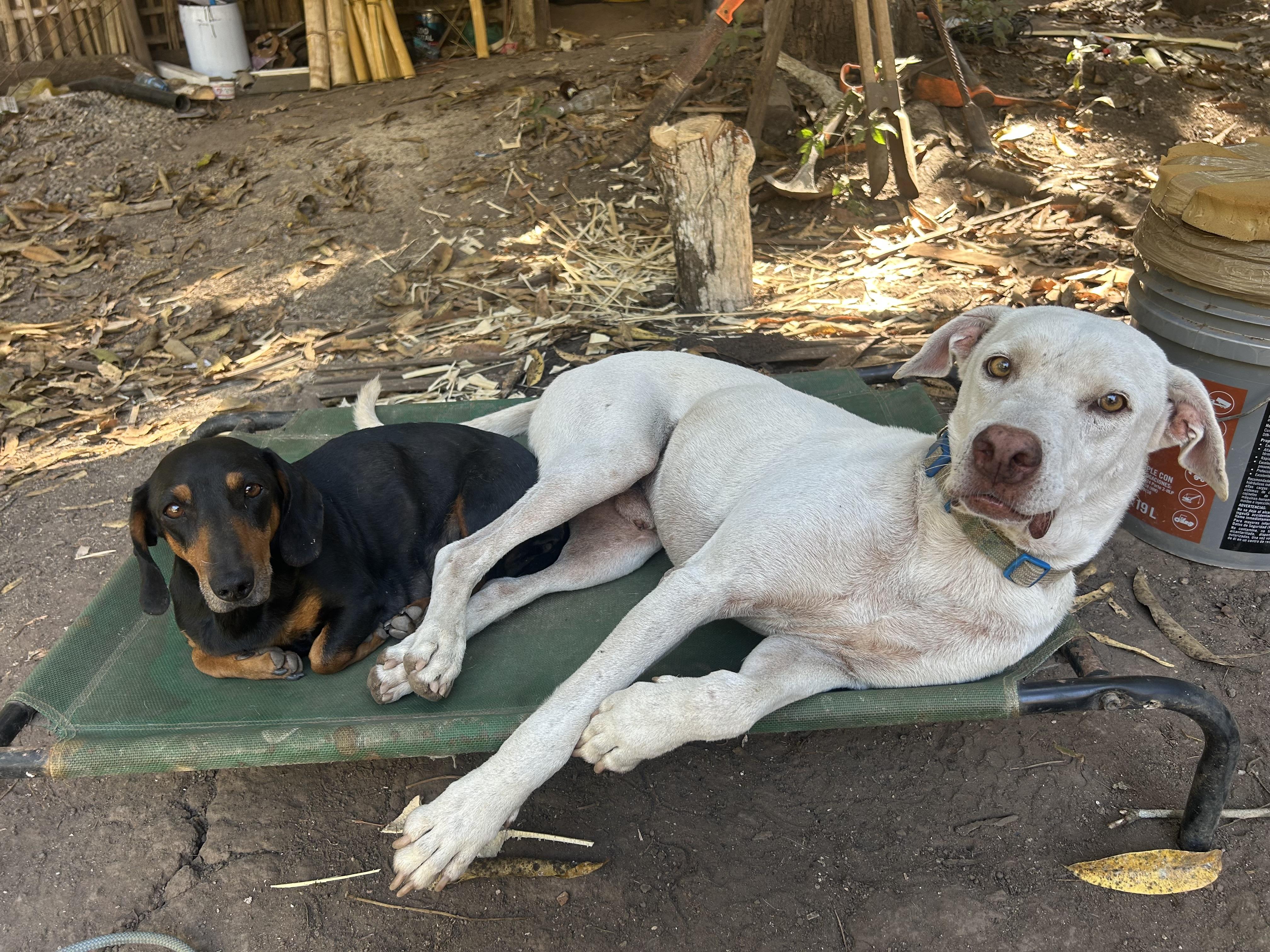 Lobo, a Adoptable mixed breed in Campbell River, BC image 4/5