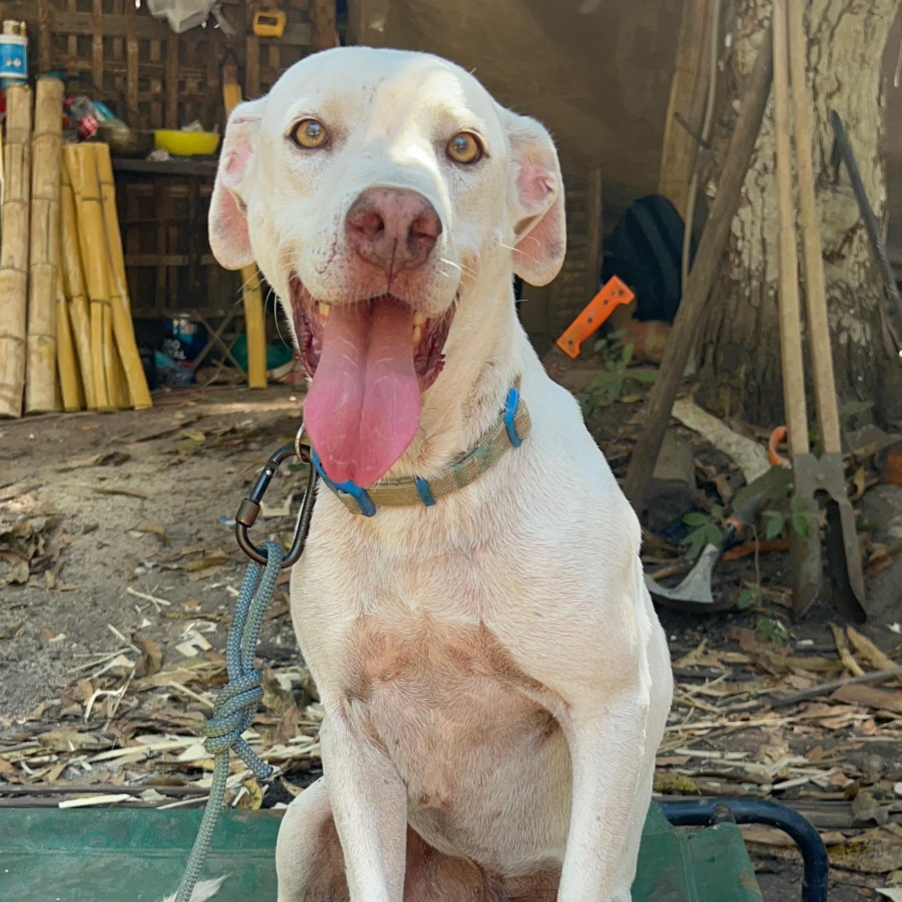 Lobo, Adoptable, Adult Male Hound.