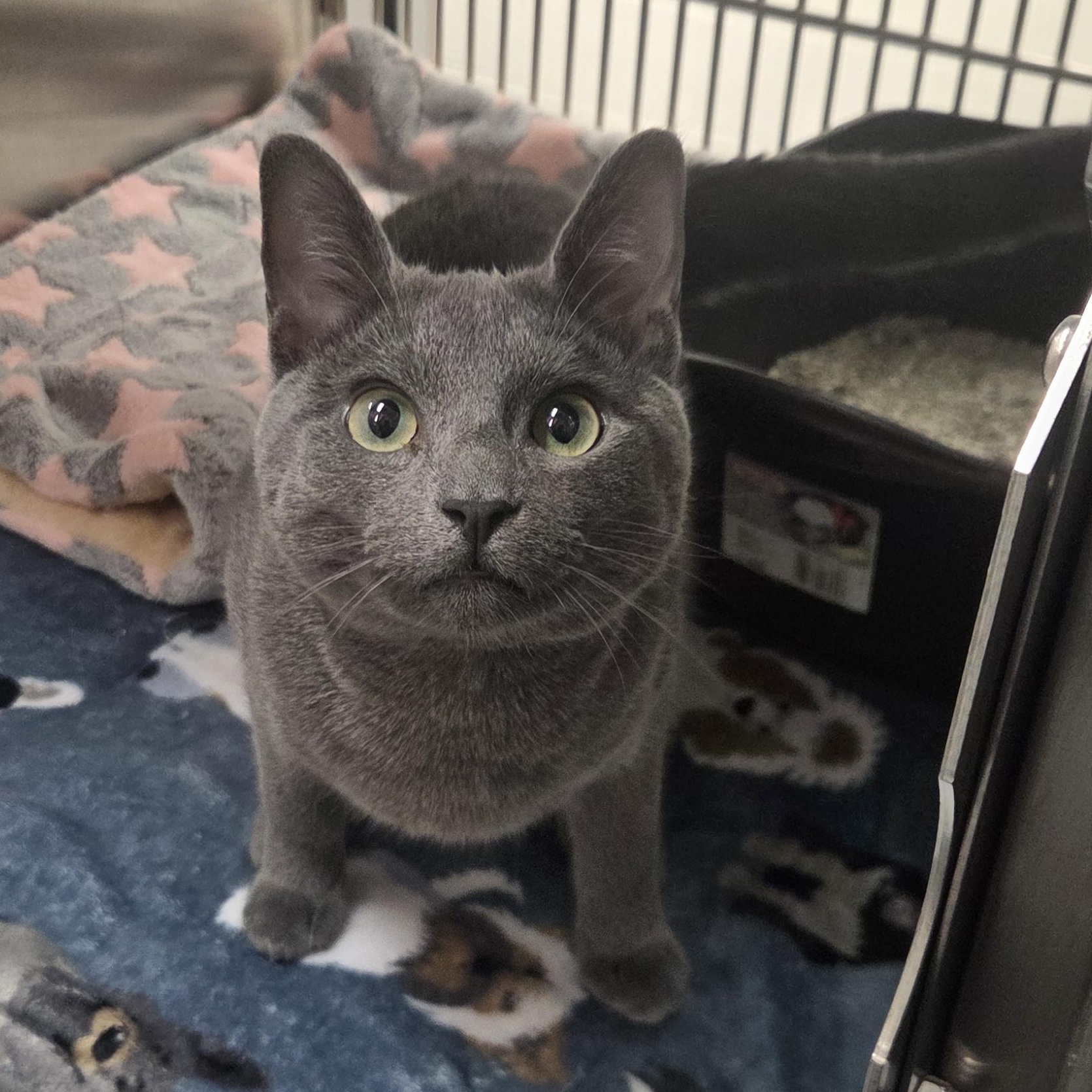 Enlarge Thor, an adopted Domestic Short Hair in Allen, TX image 1/1