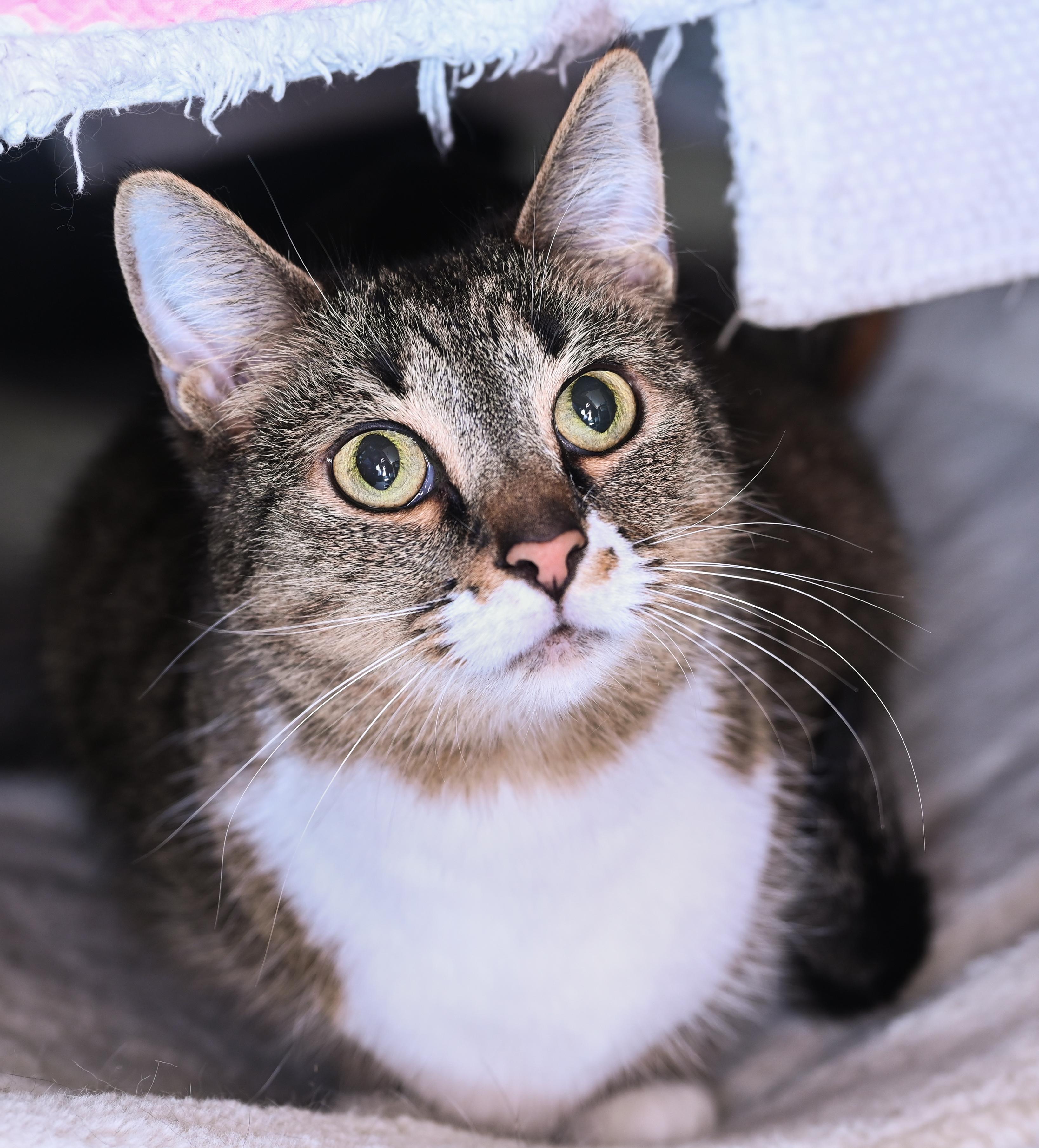 Blossom, a Adoptable mixed breed in Chattanooga, TN image 1/6