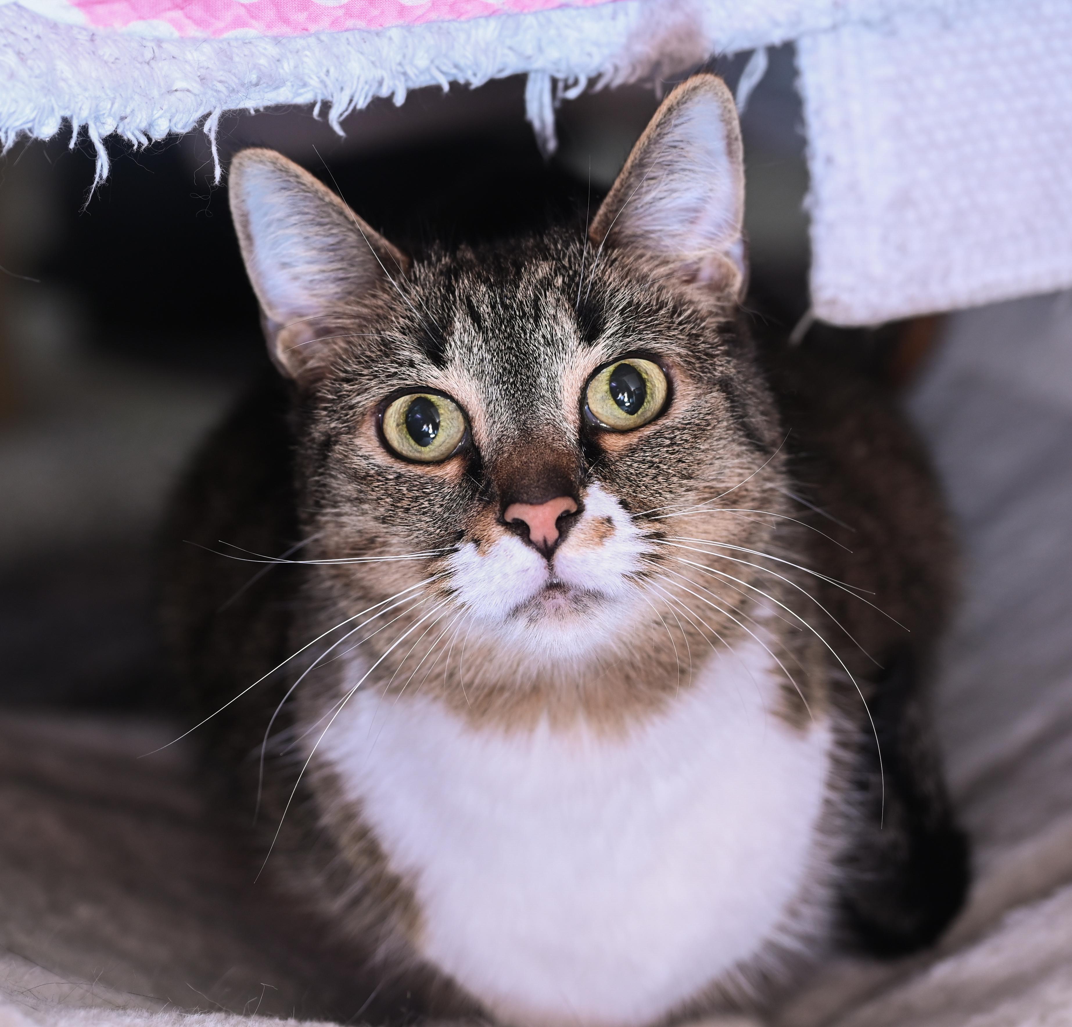 Blossom, a Adoptable mixed breed in Chattanooga, TN image 2/6