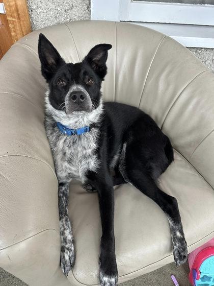 Penelope, a Adoptable Mixed Breed in DeKalb, IL image 1/4