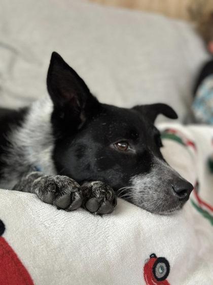 Penelope, a Adoptable Mixed Breed in DeKalb, IL image 2/4