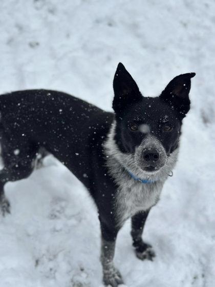 Penelope, a Adoptable Mixed Breed in DeKalb, IL image 3/4