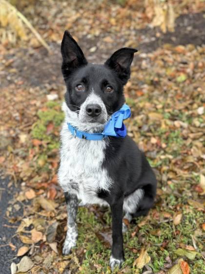 Penelope, a Adoptable Mixed Breed in DeKalb, IL image 4/4