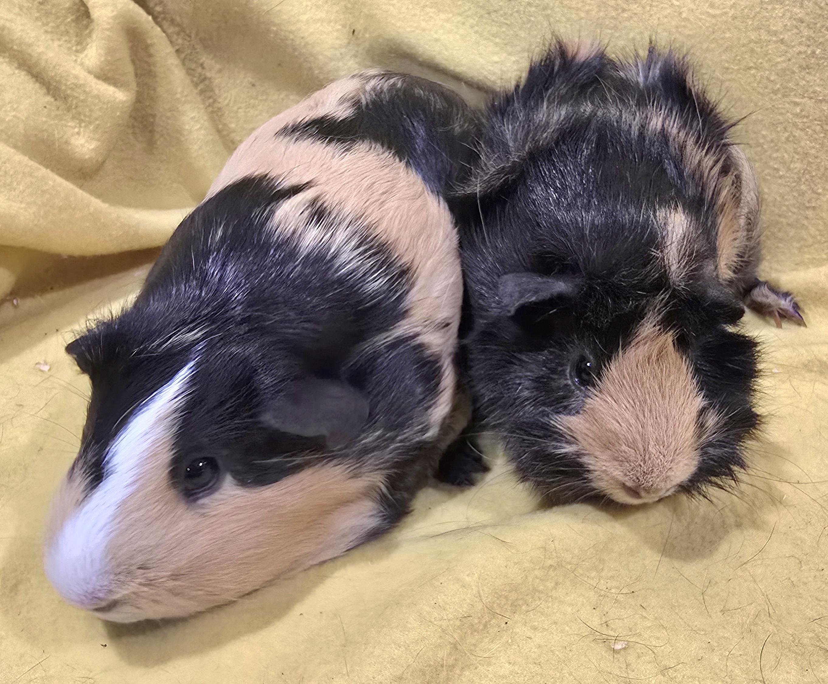 Enlarge Cheri and Lina, a Adopted Guinea Pig in New Kensington, PA image 2/4