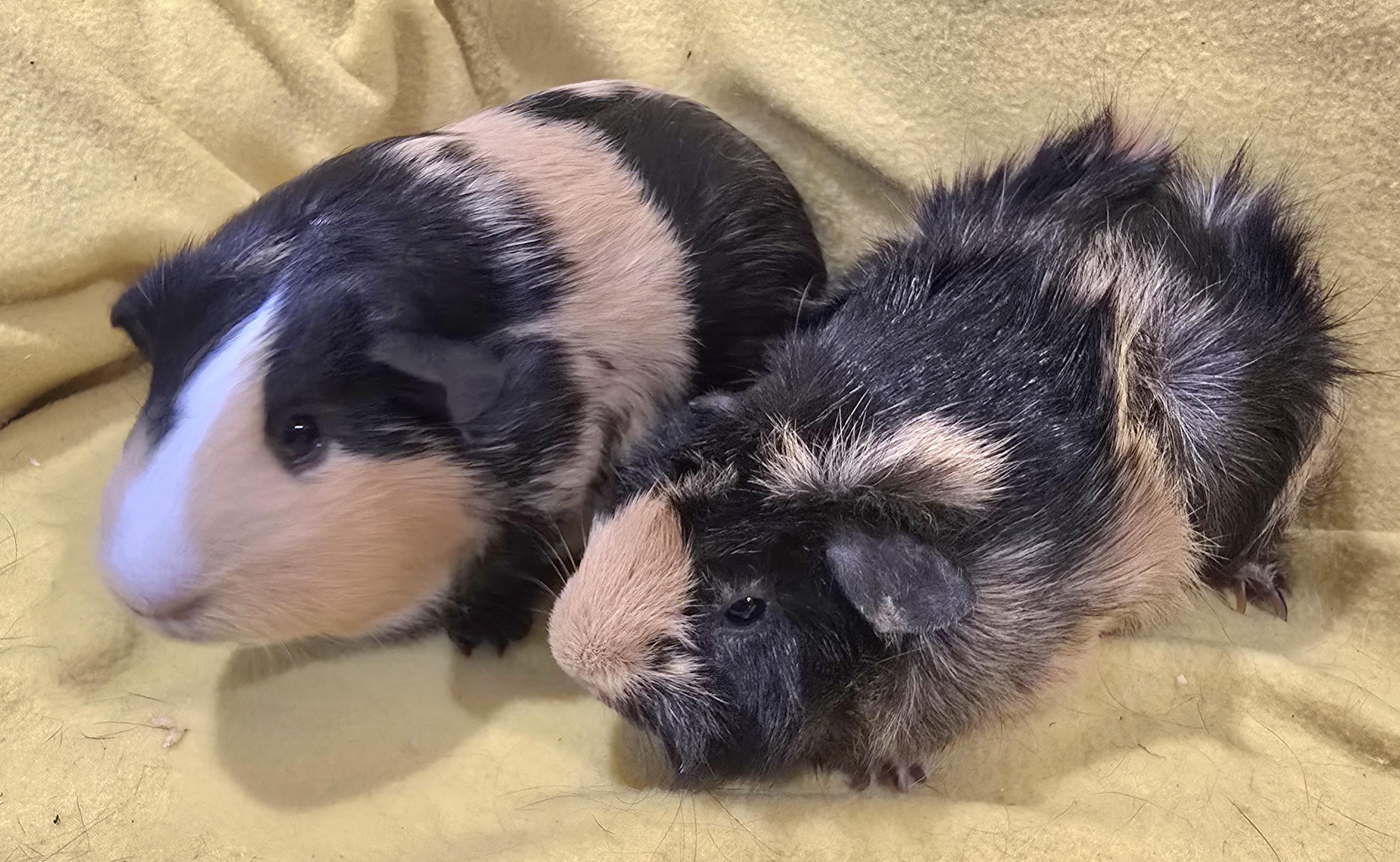 Enlarge Cheri and Lina, a Adopted Guinea Pig in New Kensington, PA image 3/4