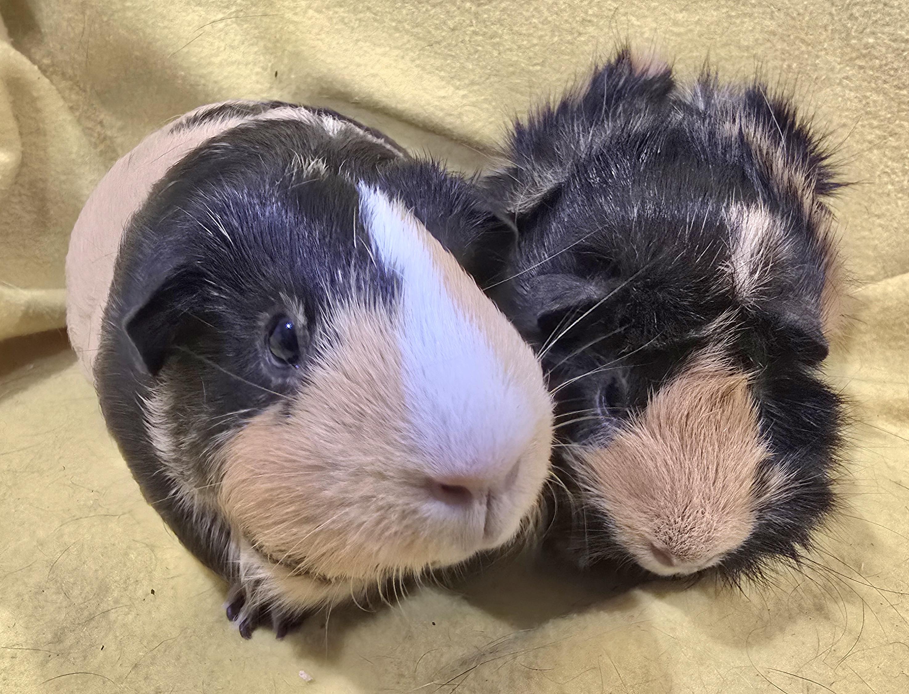 Enlarge Cheri and Lina, a Adopted Guinea Pig in New Kensington, PA image 4/4