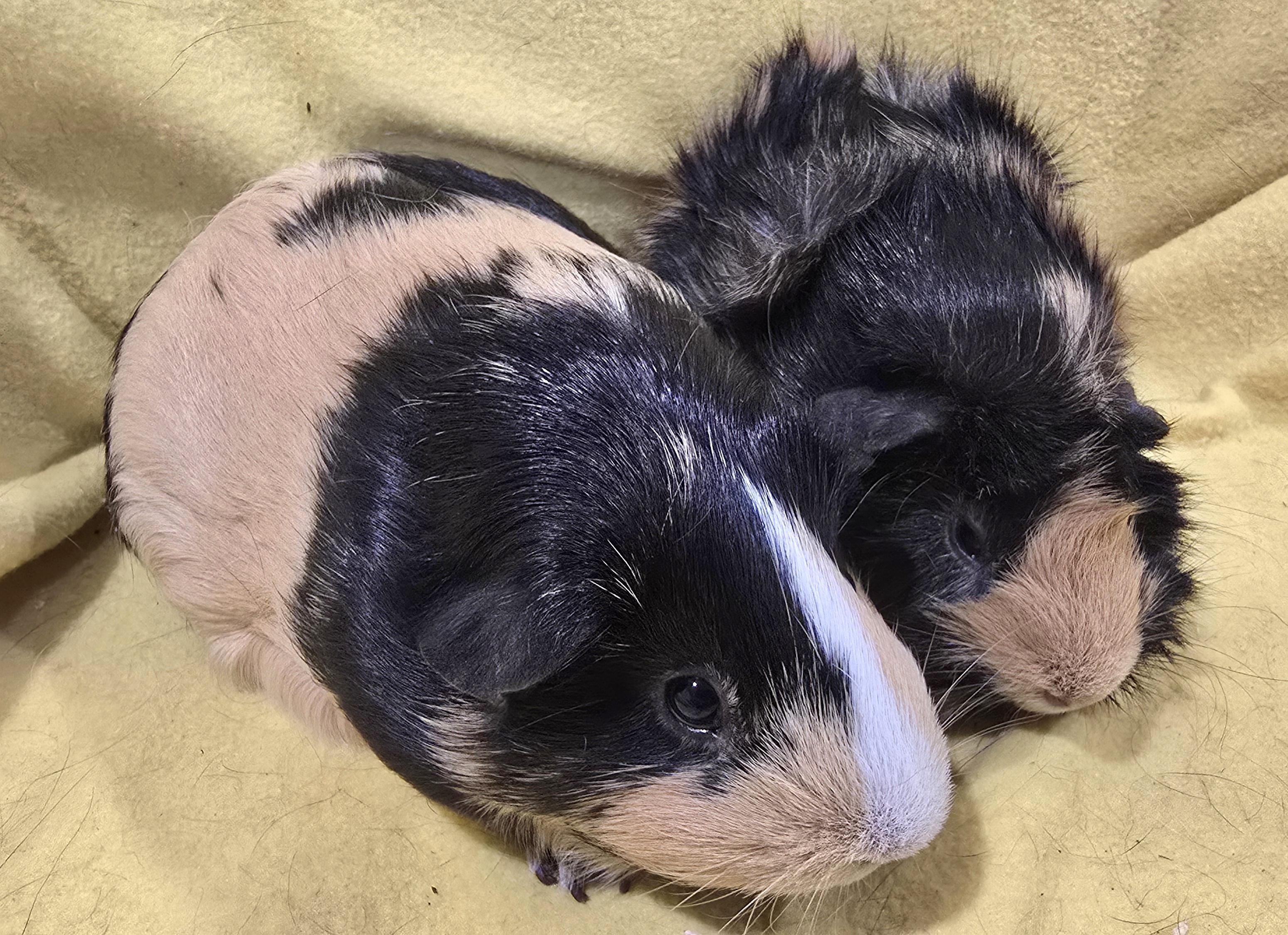 Cheri and Lina, Adopted, Young Female Guinea Pig.