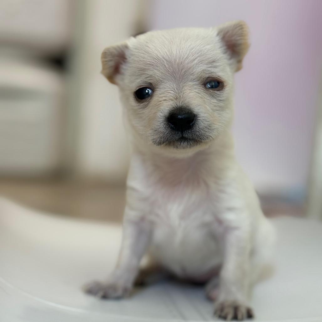 Enlarge Luna/Sugar, a Adoptable Chihuahua in San Pablo, CA image 1/4