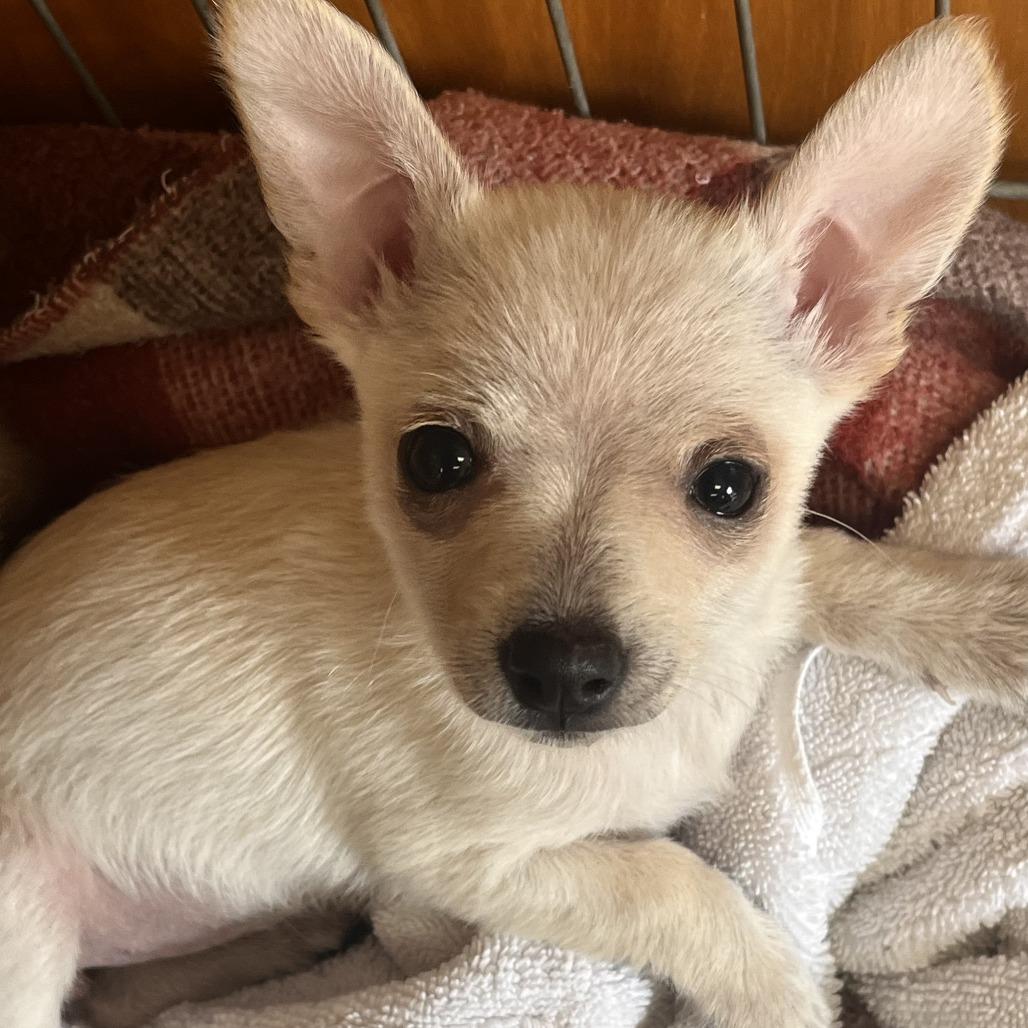 Enlarge Luna/Sugar, a Adoptable Chihuahua in San Pablo, CA image 2/4