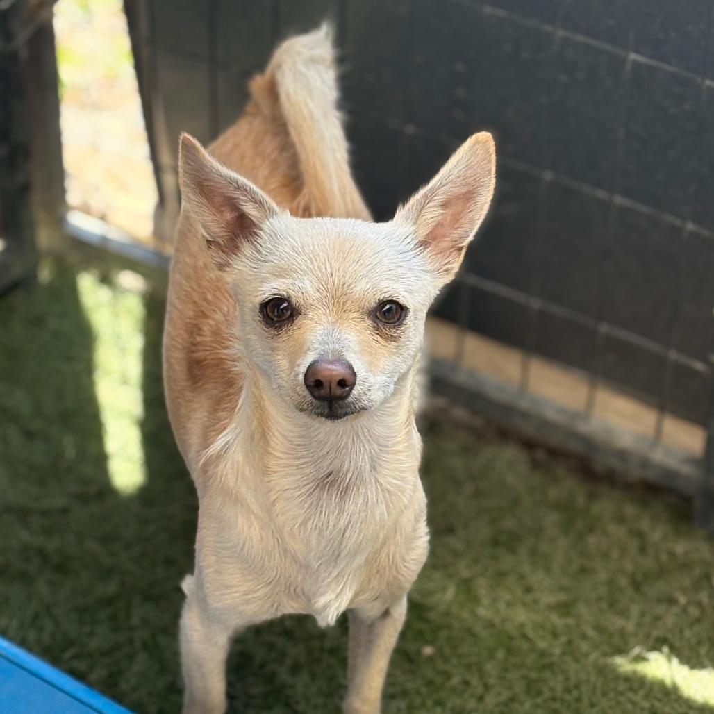 Enlarge Luna/Sugar, a Adoptable Chihuahua in San Pablo, CA image 3/4