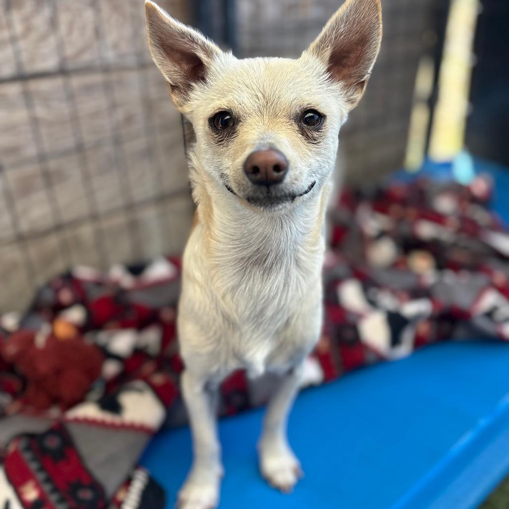 Enlarge Luna/Sugar, a Adoptable Chihuahua in San Pablo, CA image 4/4