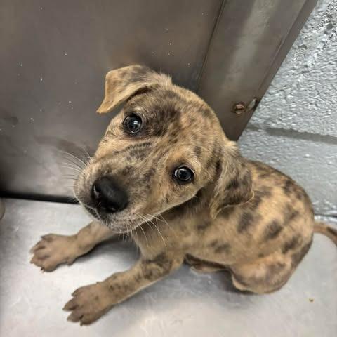 Enlarge Beau 26-05-082, a Adoptable Mixed Breed in Bastrop, TX image 1/1