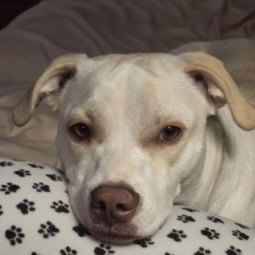 Rayne, Adoptable, Young Female Mixed Breed.