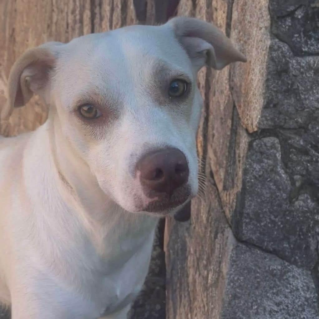 Enlarge Rayne, a Adoptable Mixed Breed in Phoenix, AZ image 3/6