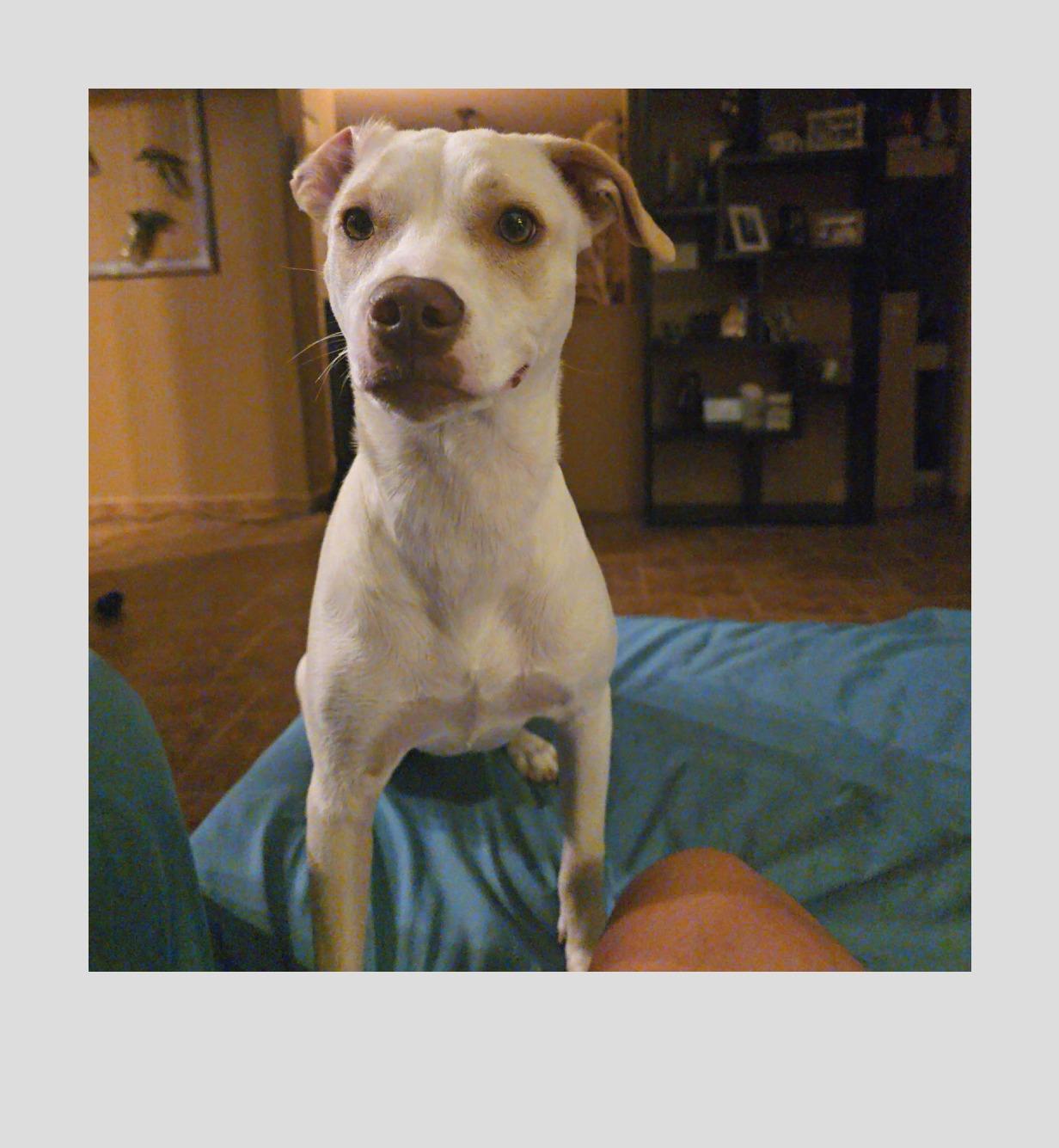 Enlarge Rayne, a Adoptable Mixed Breed in Phoenix, AZ image 6/6